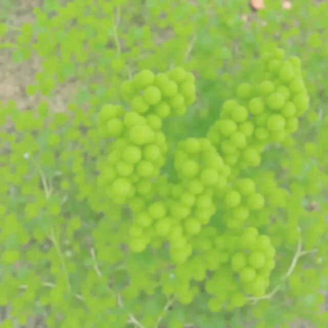 thumbnail for publication: Harvest Techniques for Hops (Humulus lupulus)